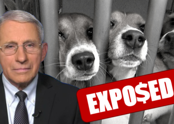 Fauci vyslýchán kvůli financování pokusů s hmyzem požírajícím štěňata zaživa