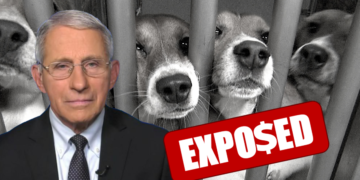 Fauci vyslýchán kvůli financování pokusů s hmyzem požírajícím štěňata zaživa